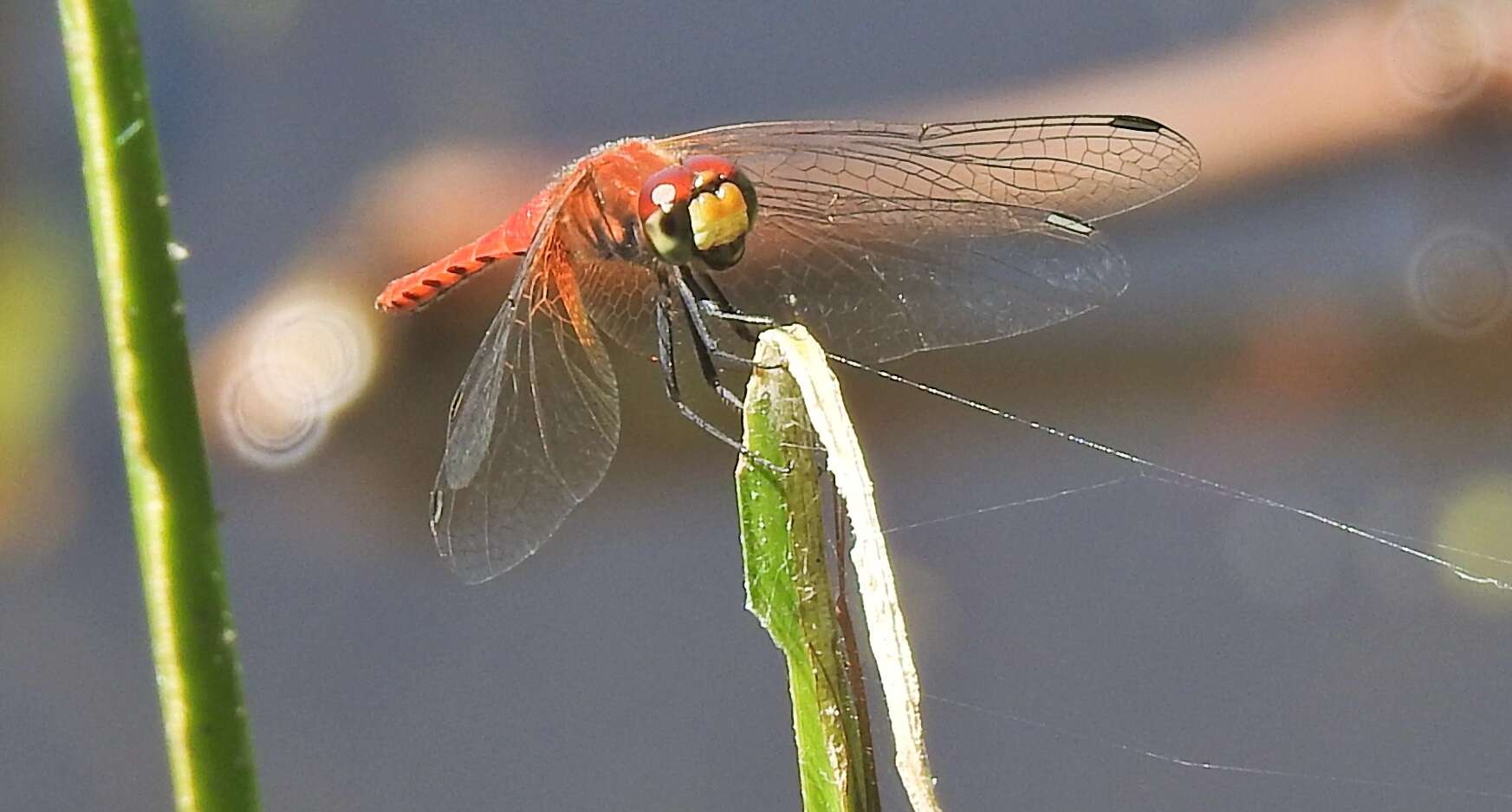 Image de Aethriamanta nymphaeae Lieftinck 1949