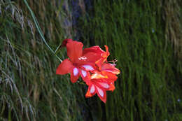 Imagem de Gladiolus cardinalis Curtis