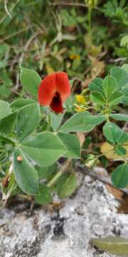 Image of Winged Pea