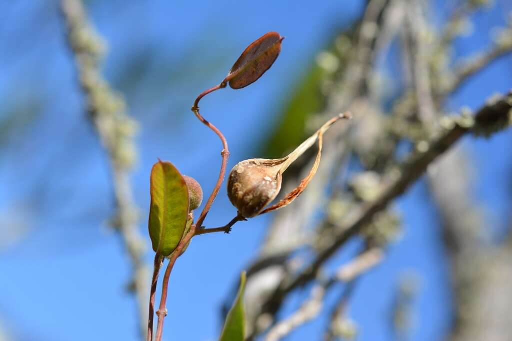 Image of Metastelma californicum subsp. lanceolatum (Schltr.) Liede & Meve