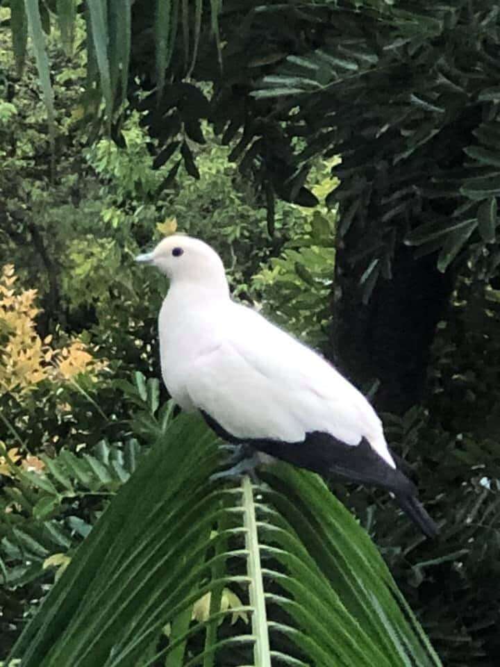 Image of Pied Imperial Pigeon