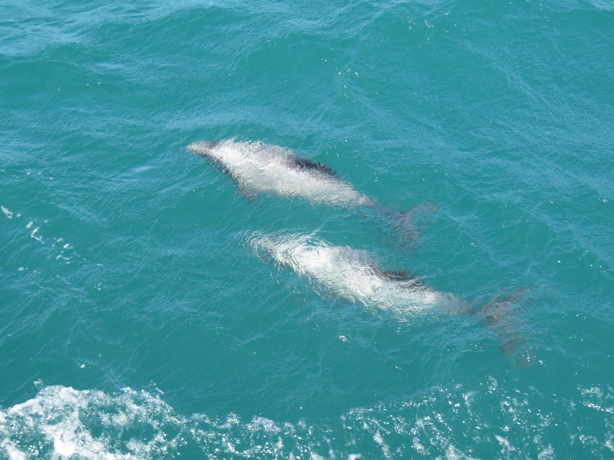 Image of Hector's Dolphin