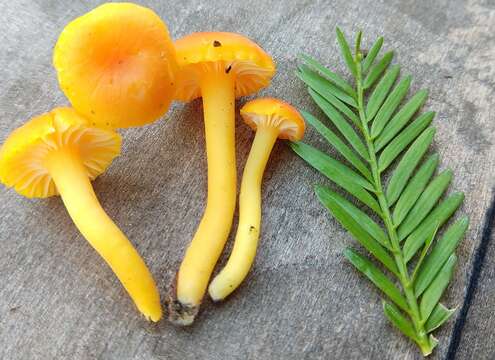 Image of Hygrocybe moseri Bon 1976