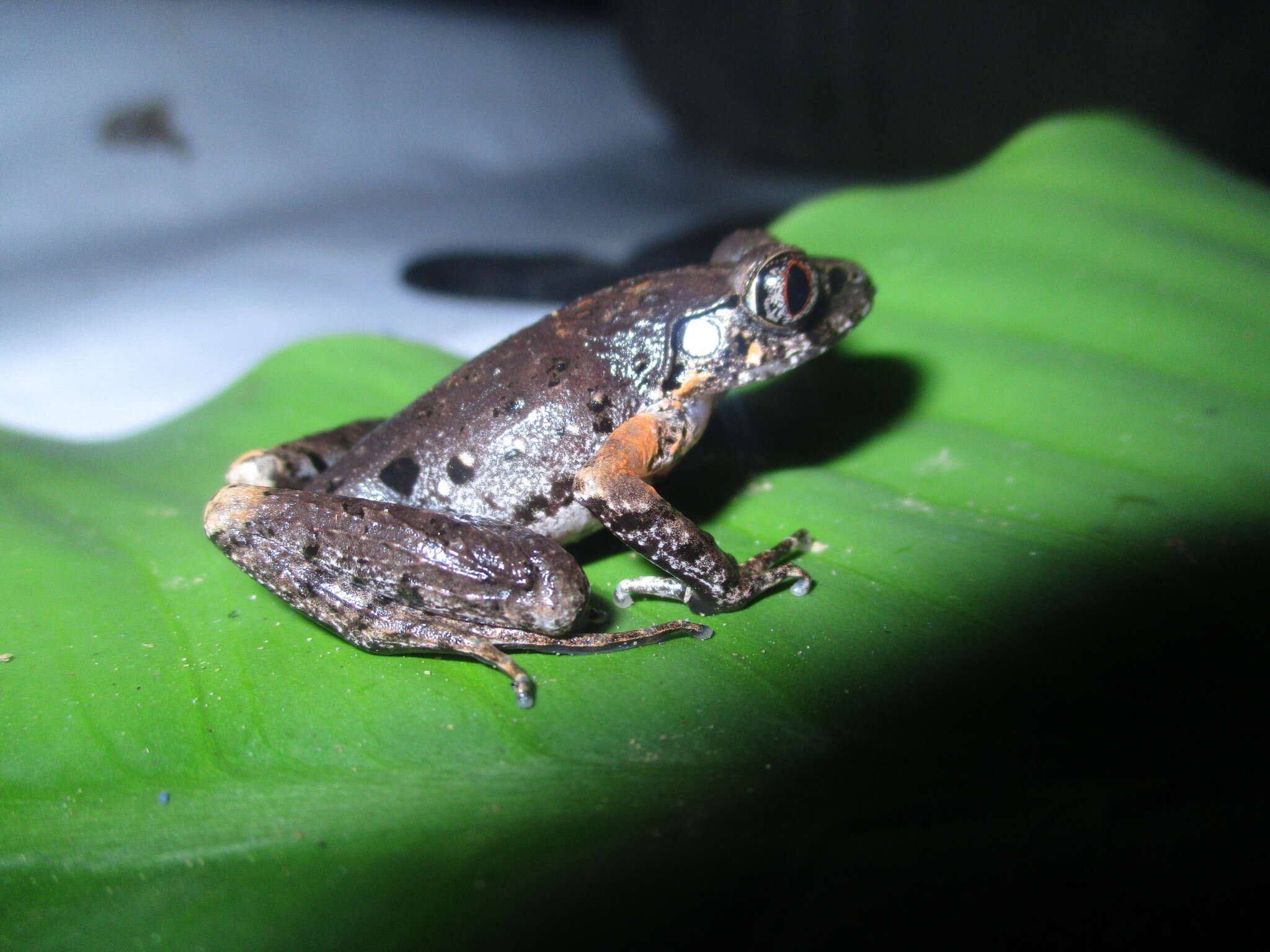 Image of Gracile Litter Frog