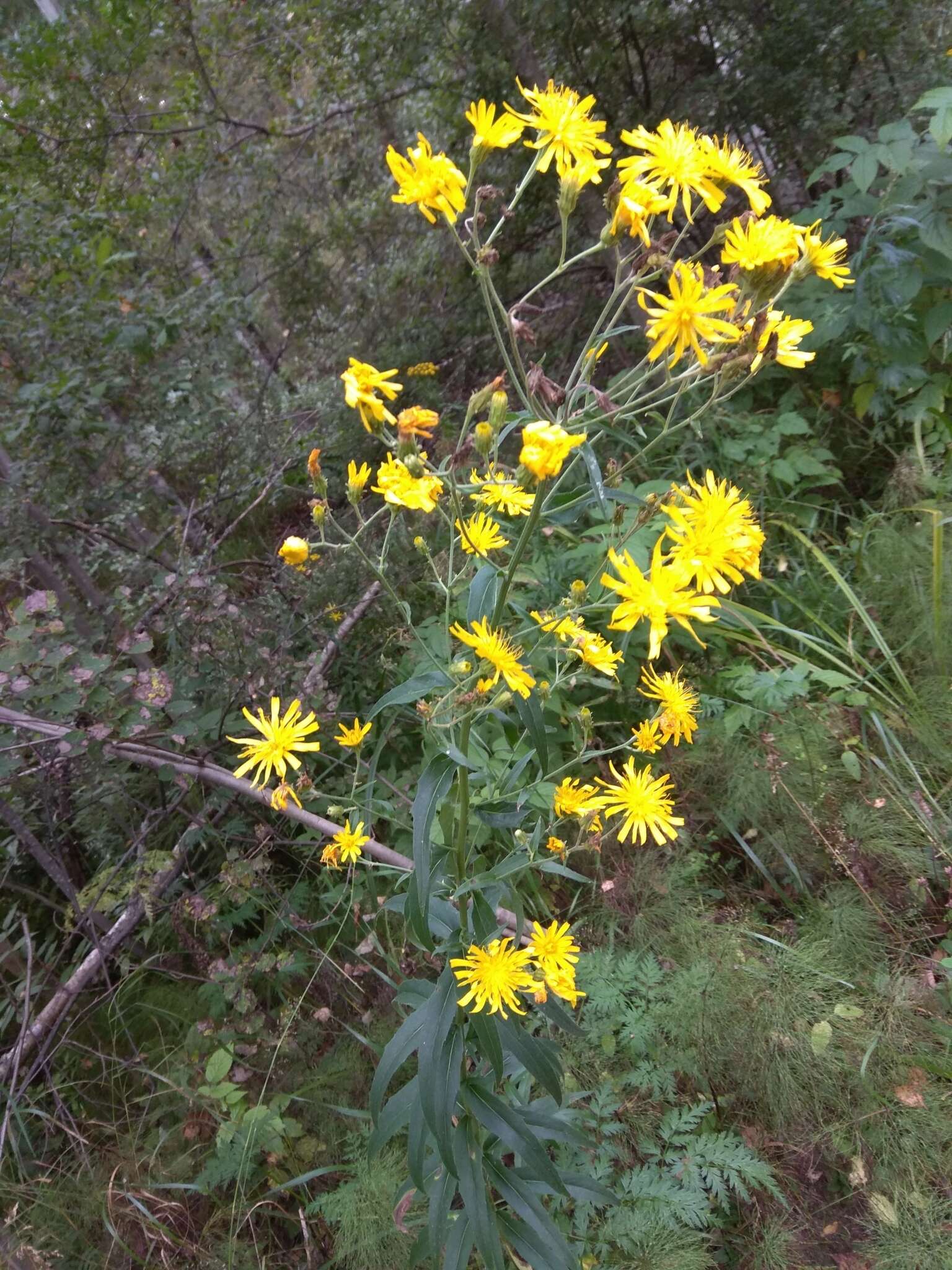 Image of hawkweed