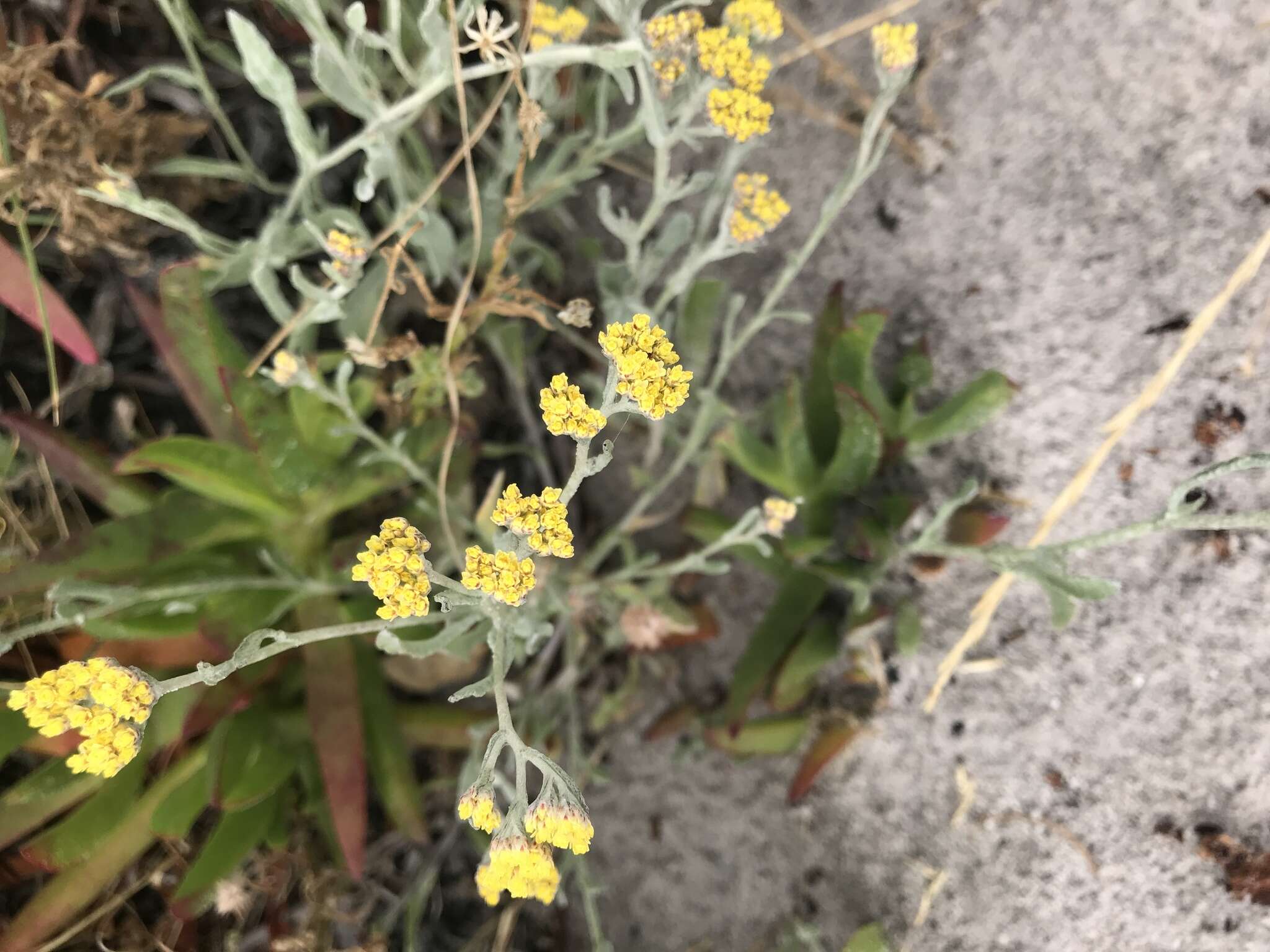 Image of Helichrysum moeserianum Thell.