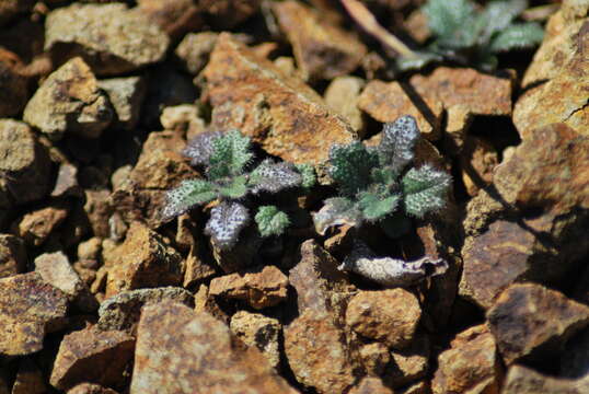 Image of Mt. Diablo jewelflower