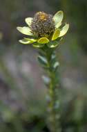 Plancia ëd Leucadendron coriaceum Philipps & Hutchinson