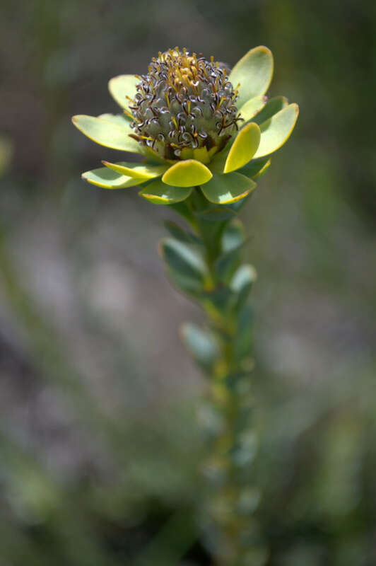 Image of Leucadendron coriaceum Philipps & Hutchinson