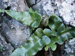 Image of Asplenium sagittatum (DC.) A. J. Bange