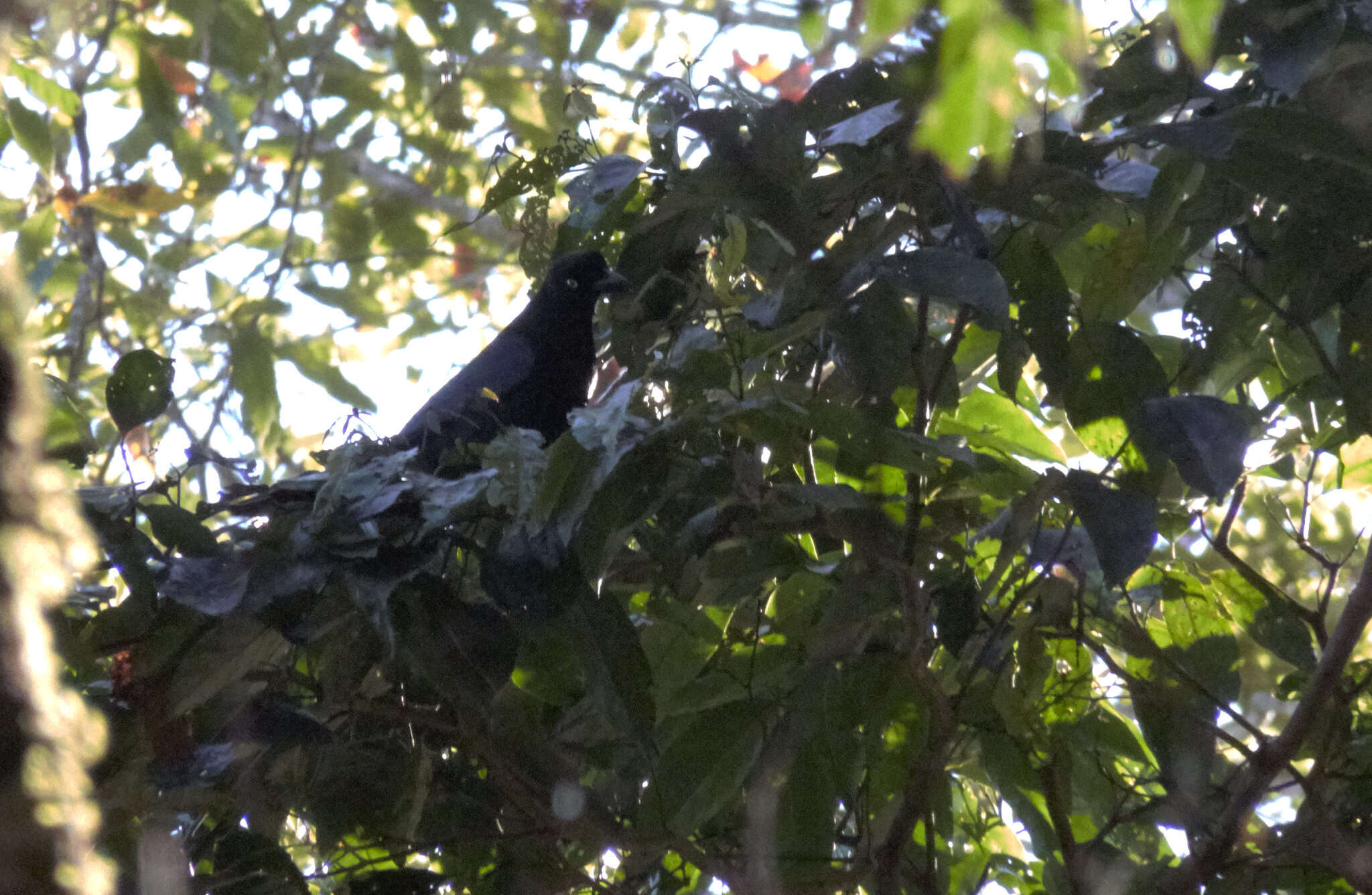 Image of Bushy-crested Jay