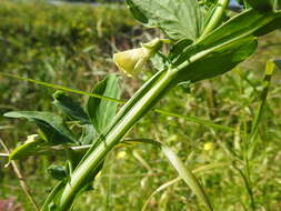 Image of Cyprus-vetch