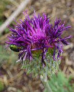 Image of Jurinea mollis (L.) Rchb.