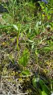 Image of adder's-tongue