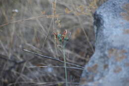 Image of Stenomesson flavum (Ruiz & Pav.) Herb.