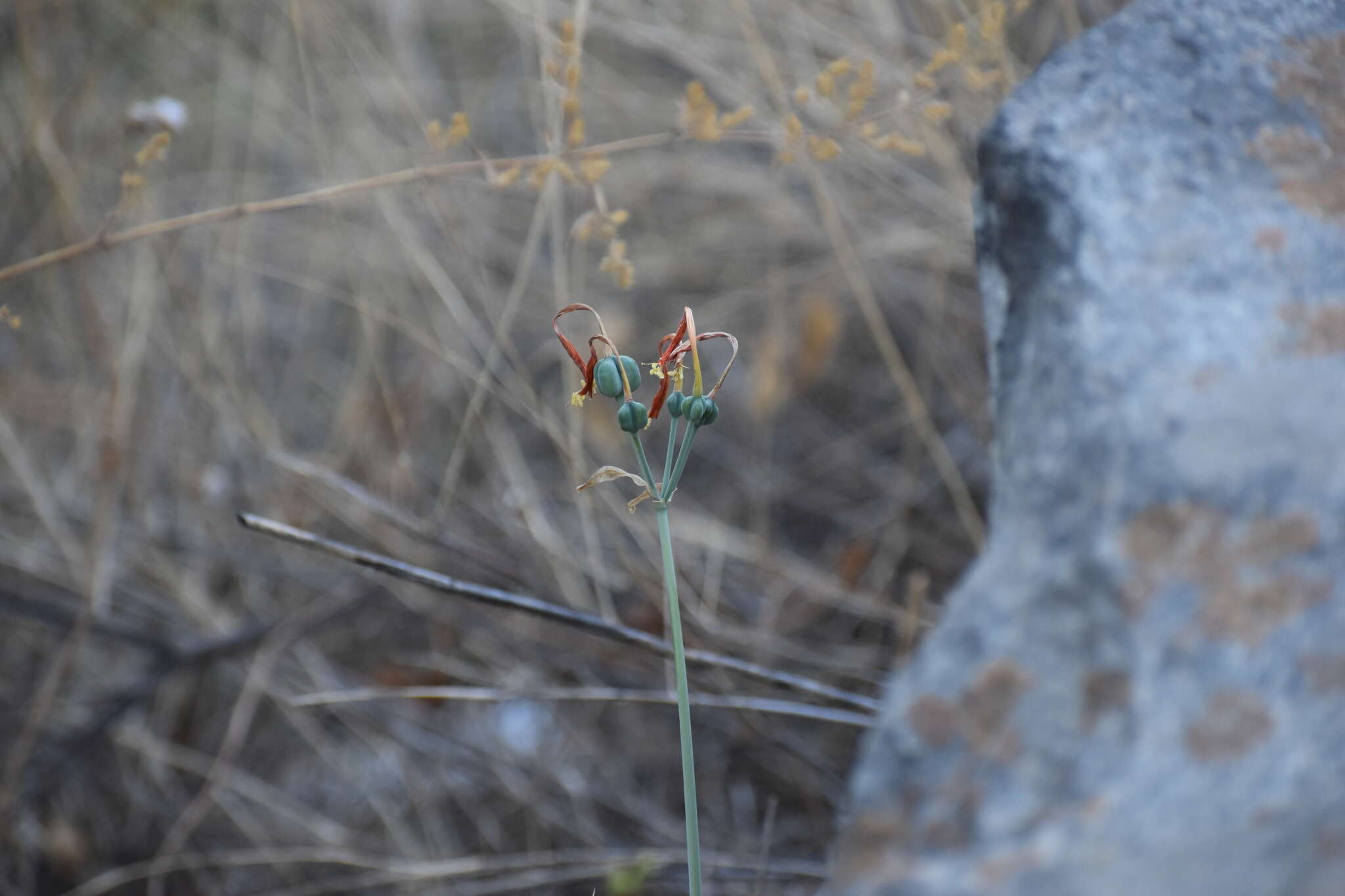 Image of Stenomesson flavum (Ruiz & Pav.) Herb.