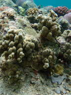 Image of hump coral