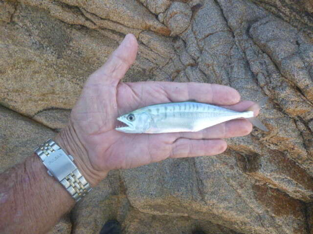 Image of Broad-banded Spanish mackerel