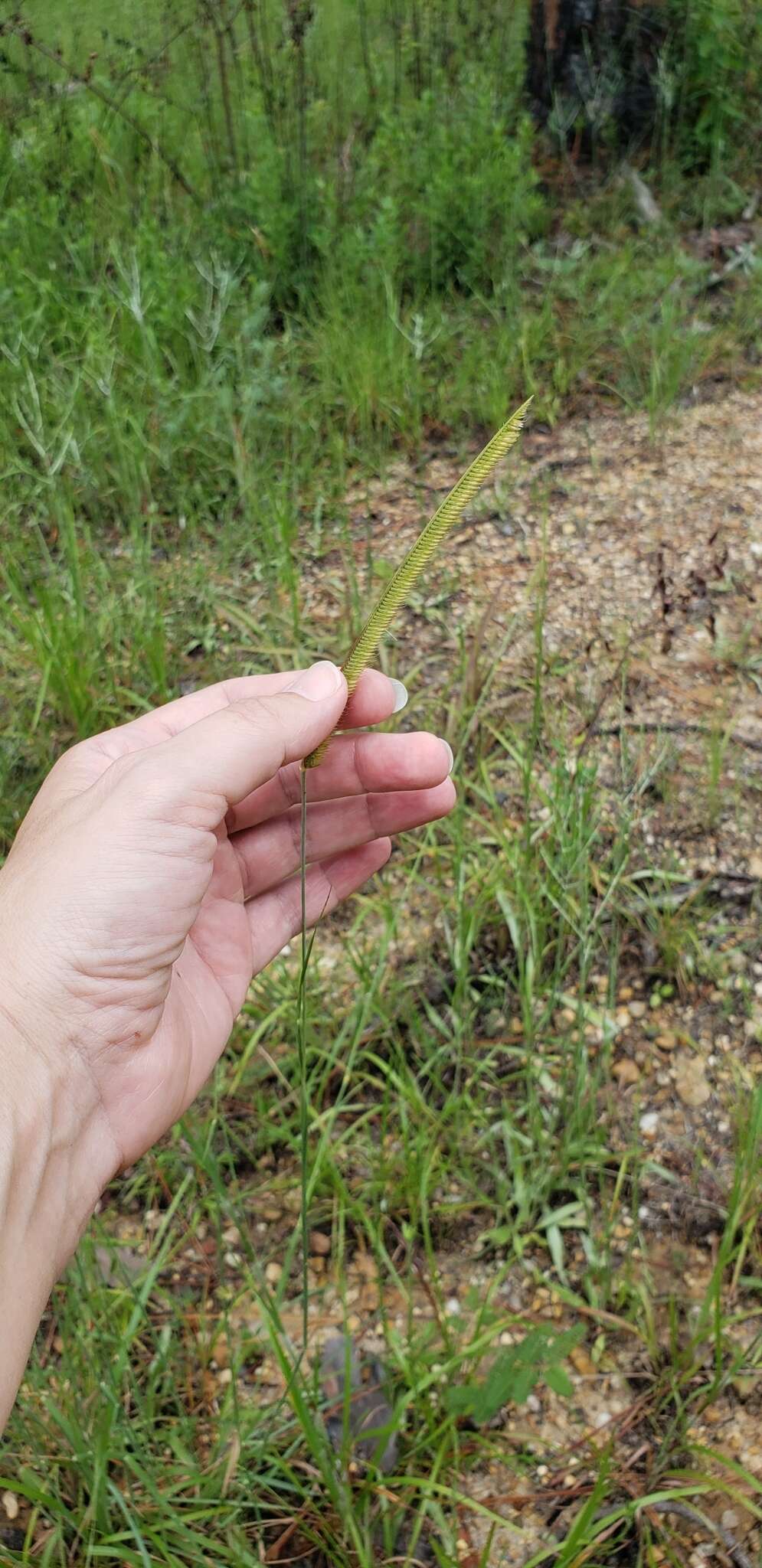 Image of toothache grass