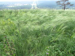 Imagem de Stipa capillata L.