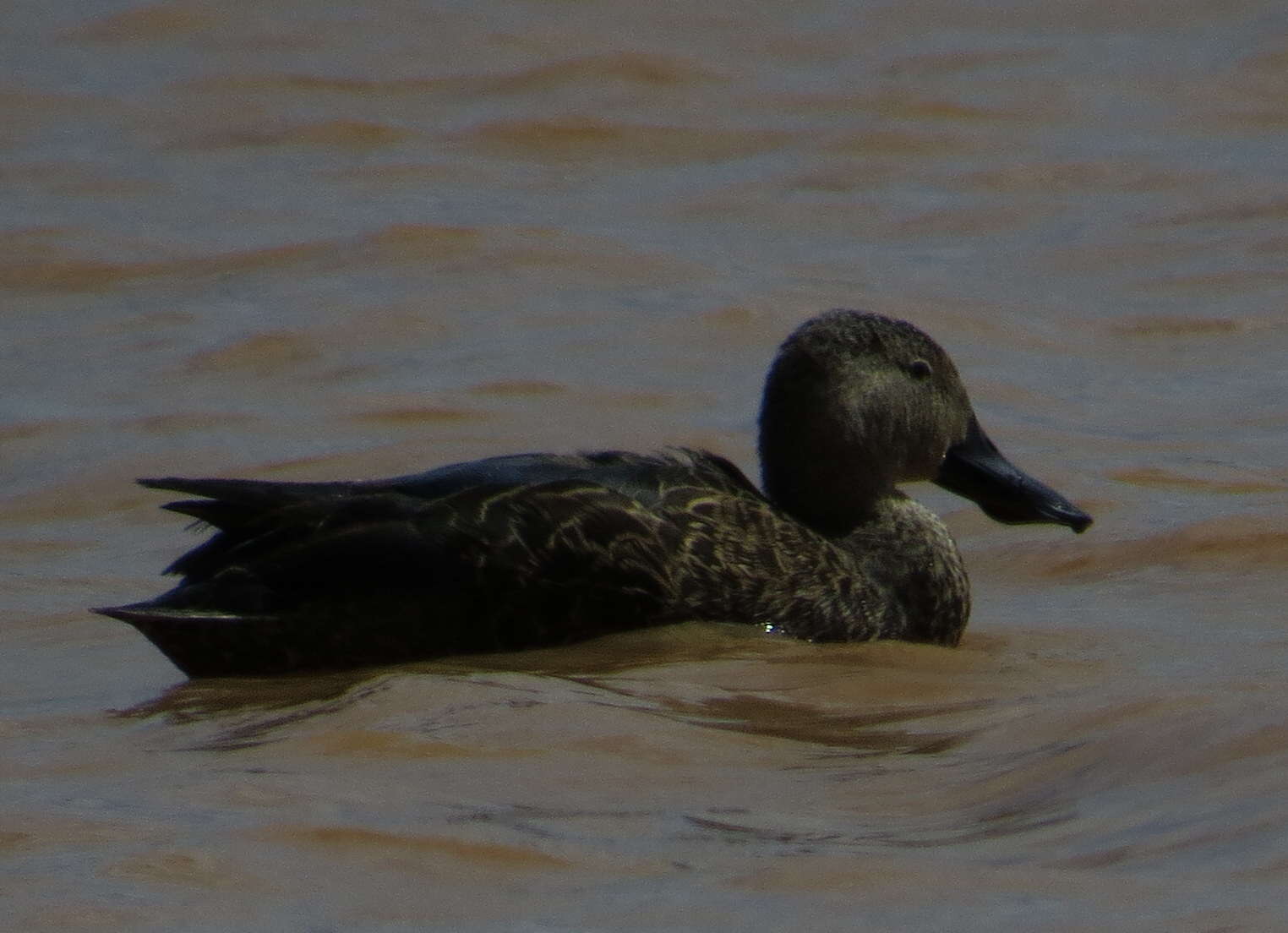 Image of Cape Shoveler