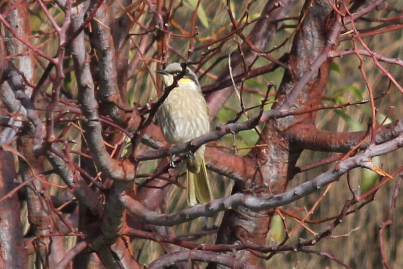 Image of Band-faced Honeyeaters