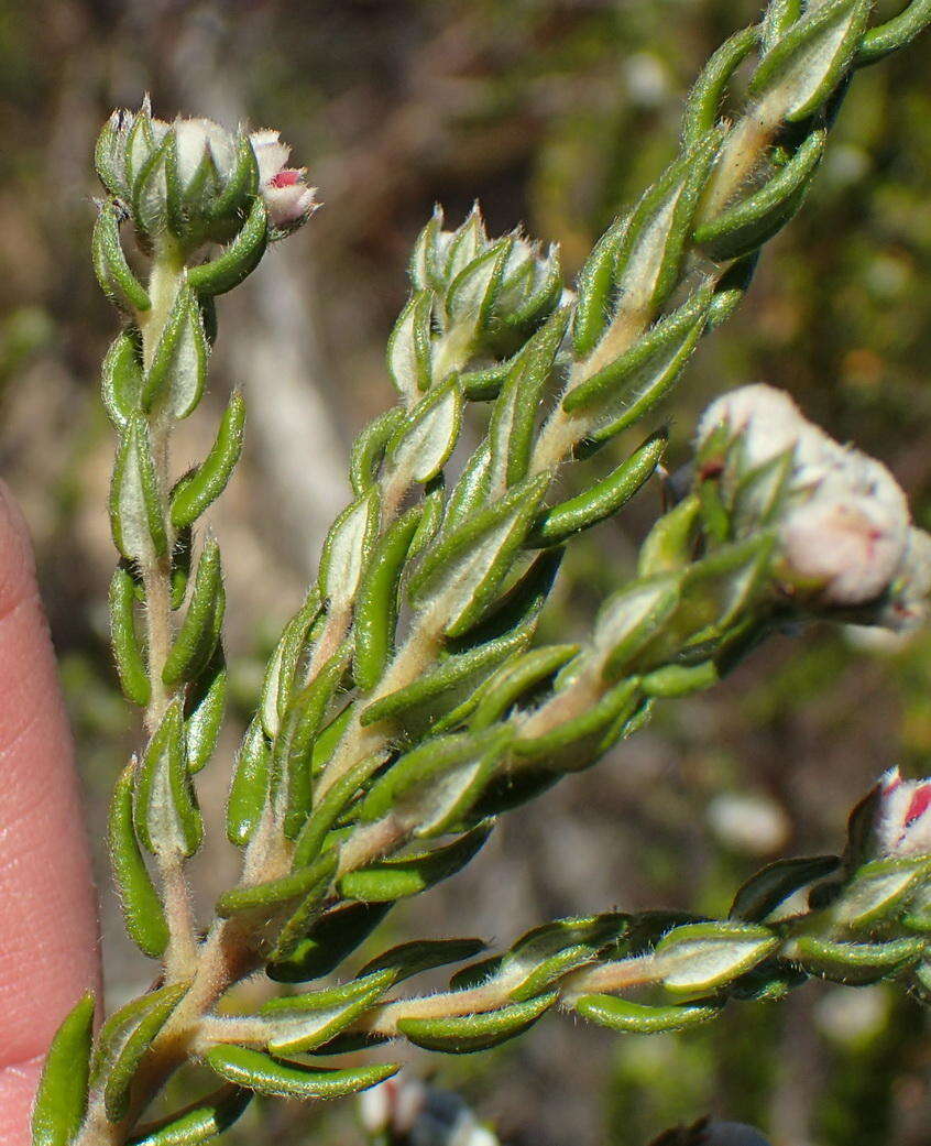 Image of Phylica purpurea var. floccosa Pillans