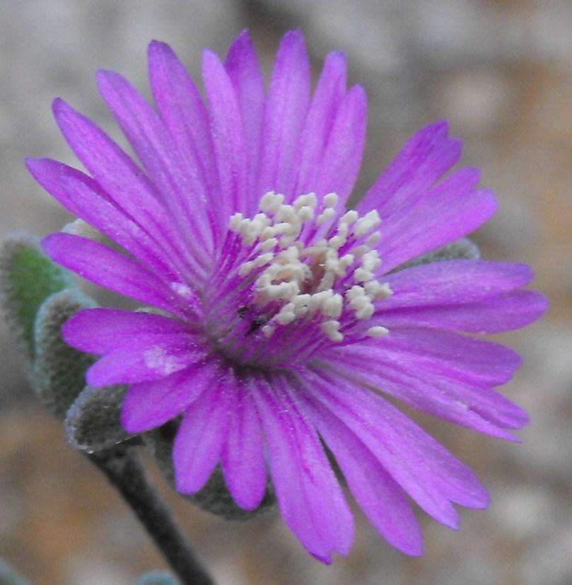 Imagem de Drosanthemum glabrescens L. Bol.