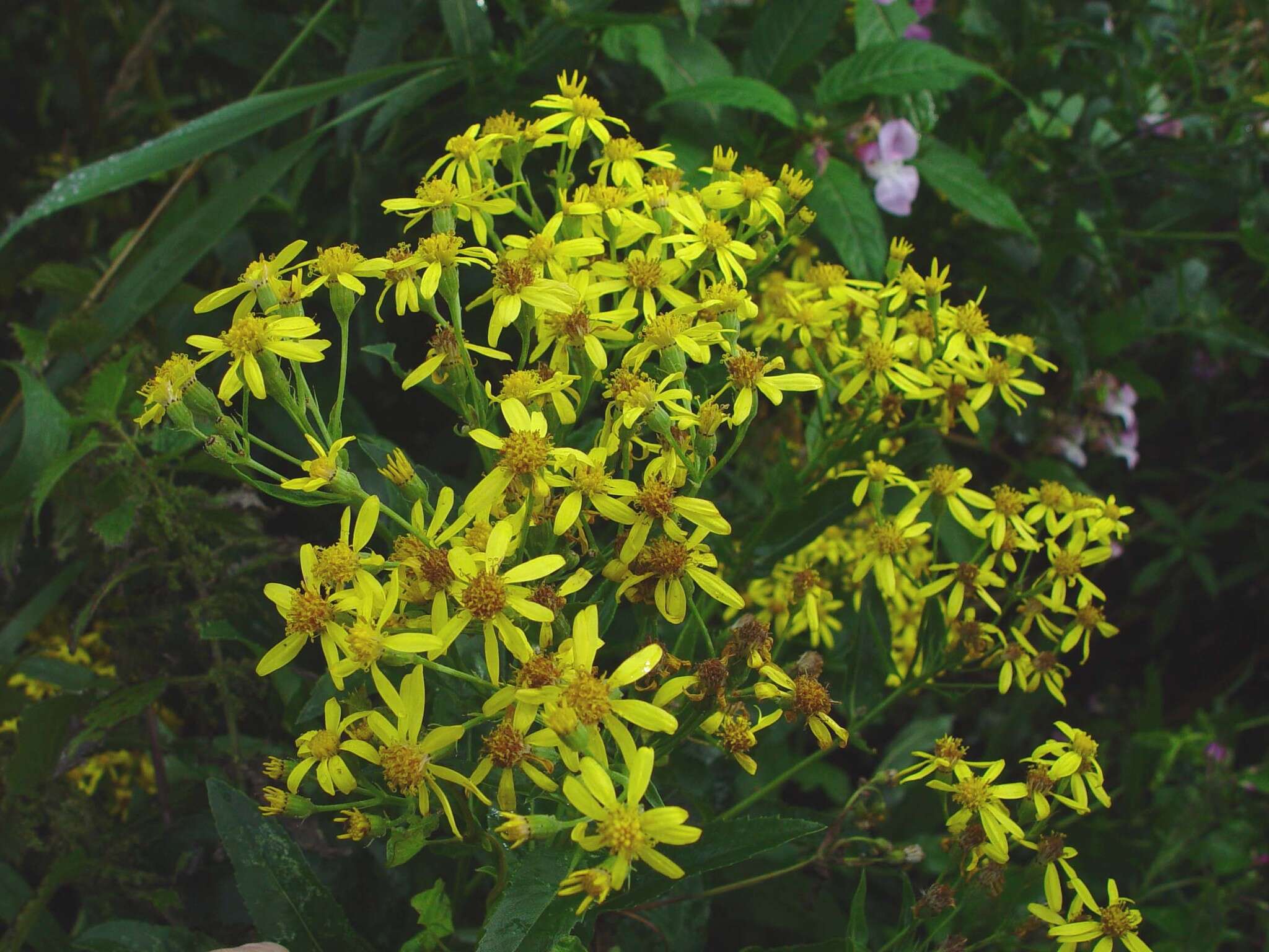 Image of Senecio sarracenicus L.