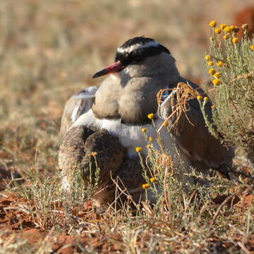 صورة Vanellus coronatus coronatus (Boddaert 1783)