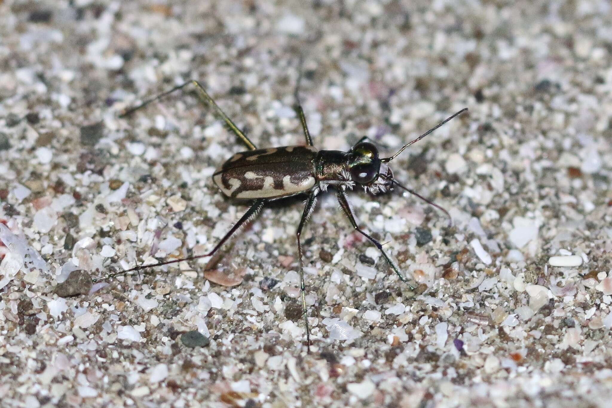 Image of Opilidia macrocnema (Chaudoir 1852)