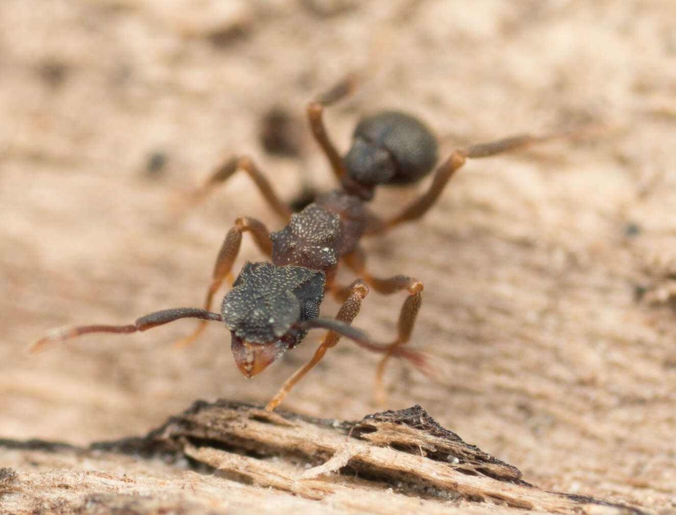 Imagem de Cyphomyrmex rimosus (Spinola 1851)