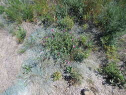 Image of Keck's checkerbloom