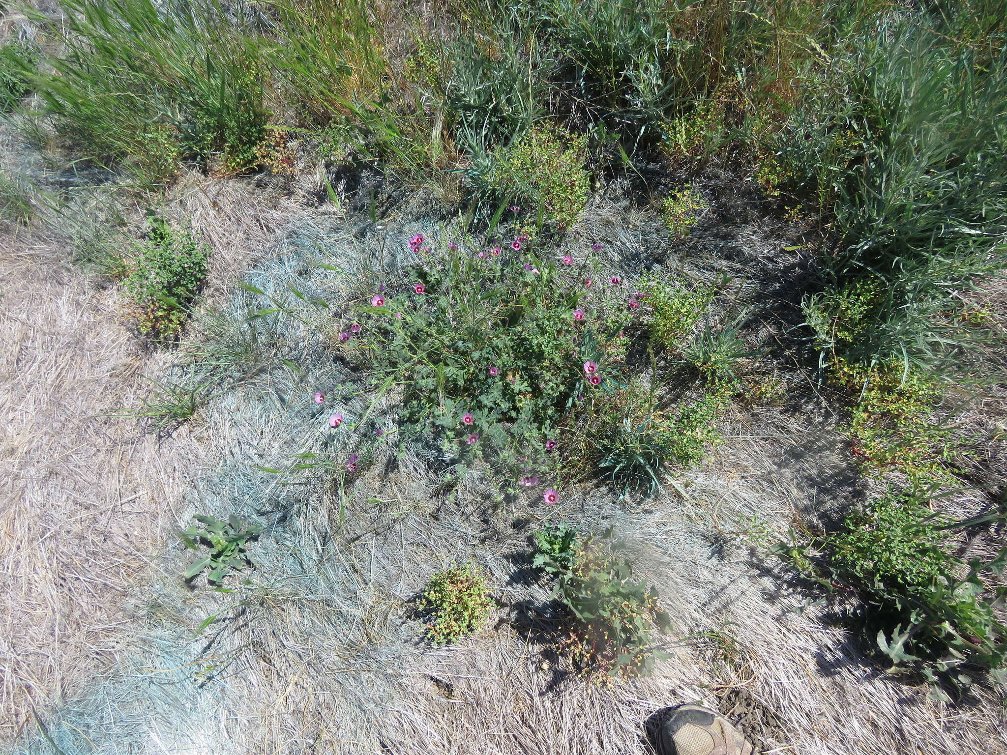 Image of Keck's checkerbloom