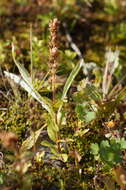 Image of Veronica densiflora Ledeb.