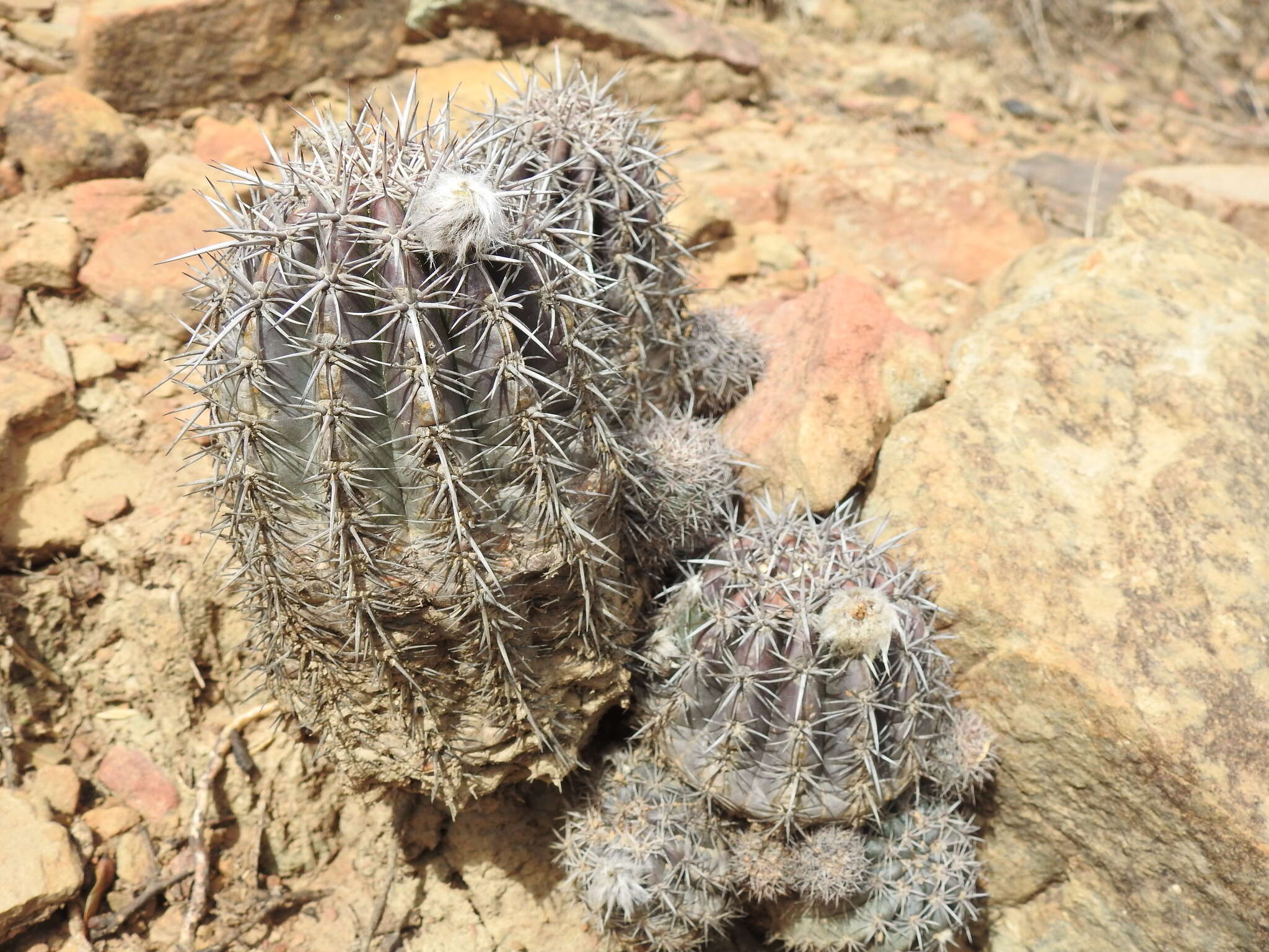 Image of Echinopsis bridgesii Salm-Dyck