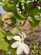 Image of Gardenia erubescens Stapf & Hutch.