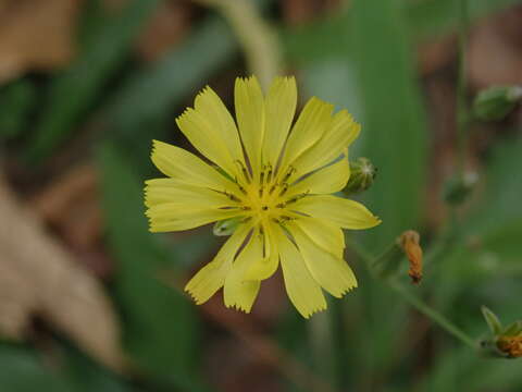 Image of Ixeris chinensis (Thunb.) Kitag.