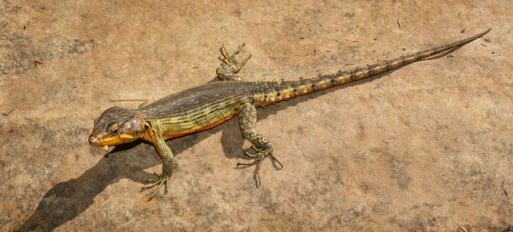 Image of Drakensberg Crag Lizard