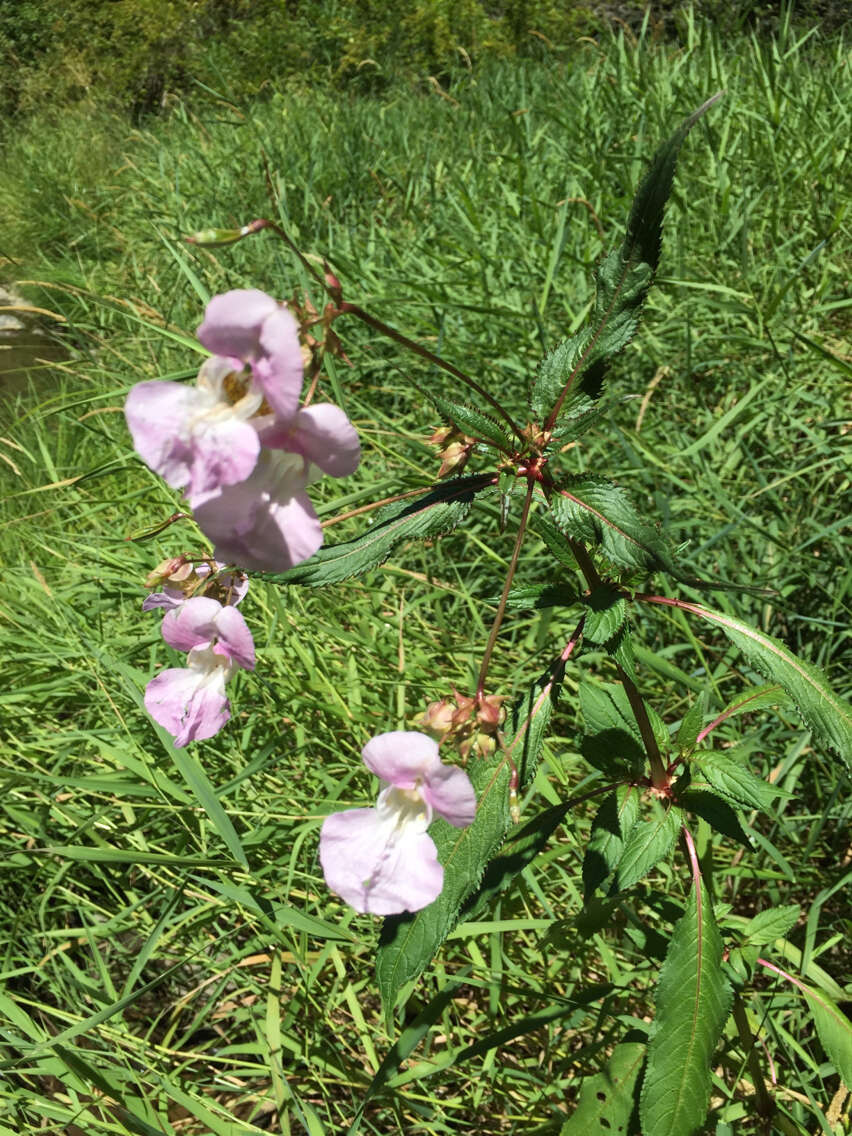 Image of Himalayan balsam