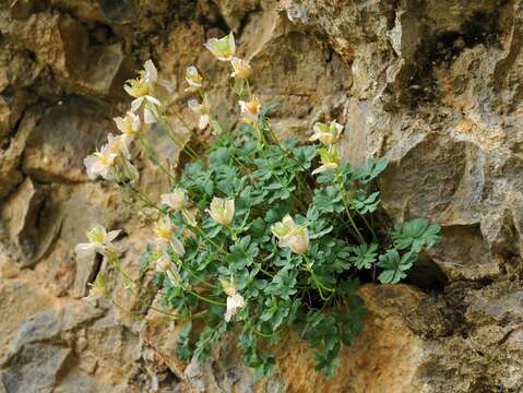 Image of Paraquilegia caespitosa (Boiss. & Hohen.) Drumm. & Hutch.