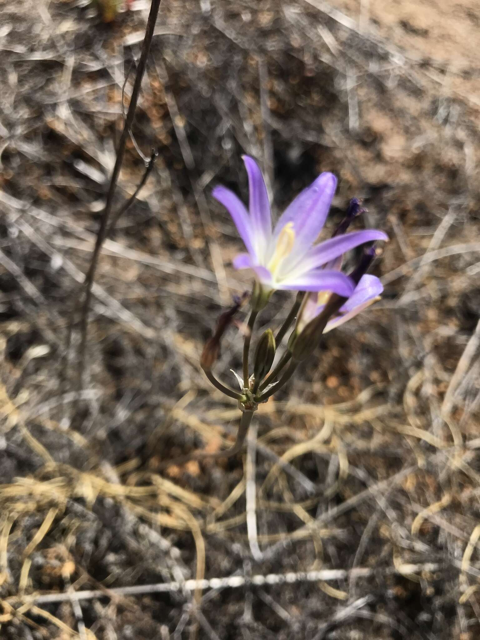 Image de Brodiaea orcuttii (Greene) Baker