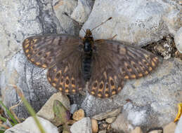 Image of <i>Boloria natazhati</i>