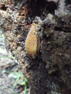 Image of Dusky Slug