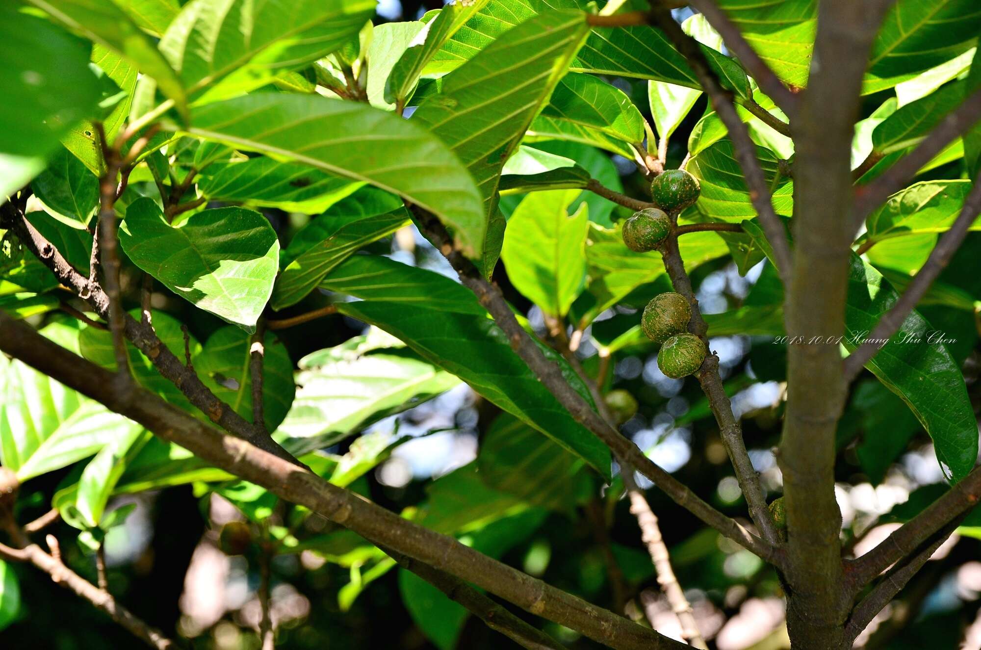 Sivun Ficus fistulosa Reinw. ex Bl. kuva