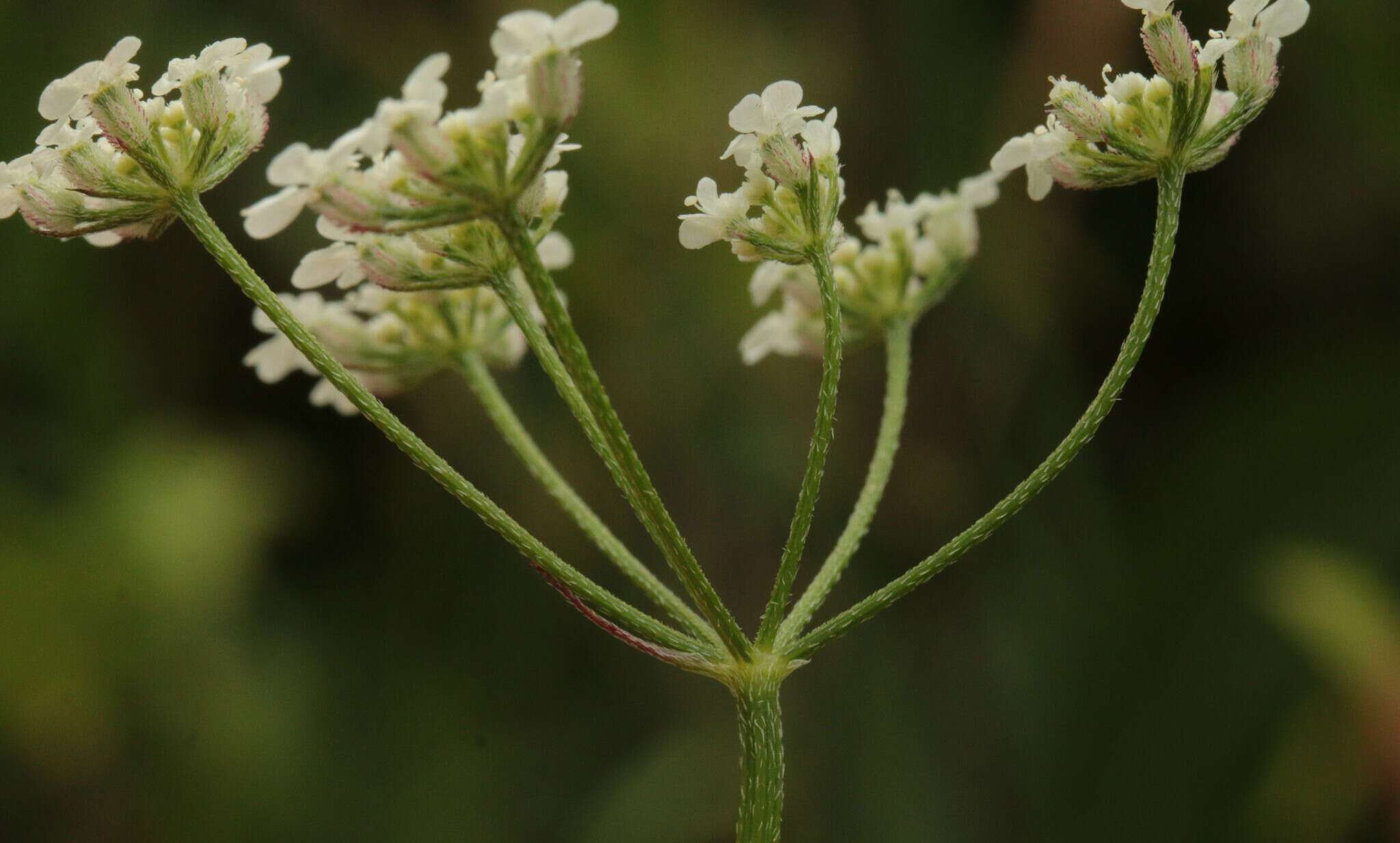 Torilis arvensis subsp. arvensis的圖片