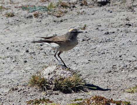 Image of Ochre-naped Ground Tyrant