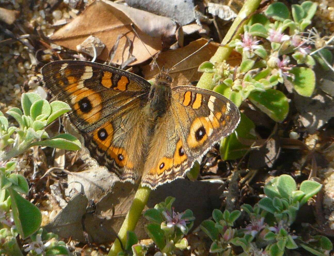 Image of Meadow Argus