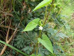 Image of Ipomoea biflora (L.) Pers.