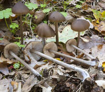 Image de Entoloma hirtipes (Schumach.) M. M. Moser 1978